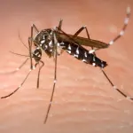 Moustique tigre Aedes albopictus