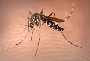 Moustique tigre Aedes albopictus