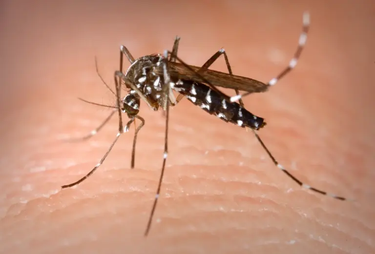Moustique tigre Aedes albopictus