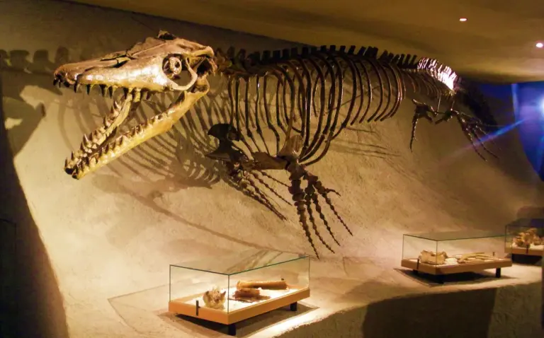 Squelette de Mosasaurus hoffmannii