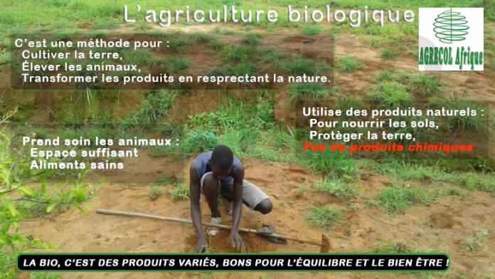 Agriculture biologique : la filière « Graines du Ventoux » s'impose du champ à l'assiette