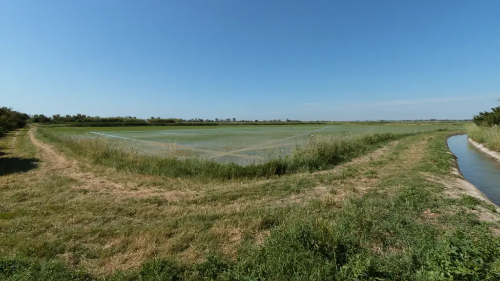 Rizière en Camargue photographiée au printemps