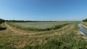 Rizière en Camargue photographiée au printemps