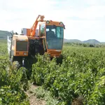 Machine à vendanger dans une parcelle de Fontès, photographie d'archive 2008.
