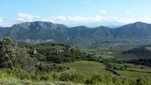 Bouteille de vin doux naturel de l'appellation Maury