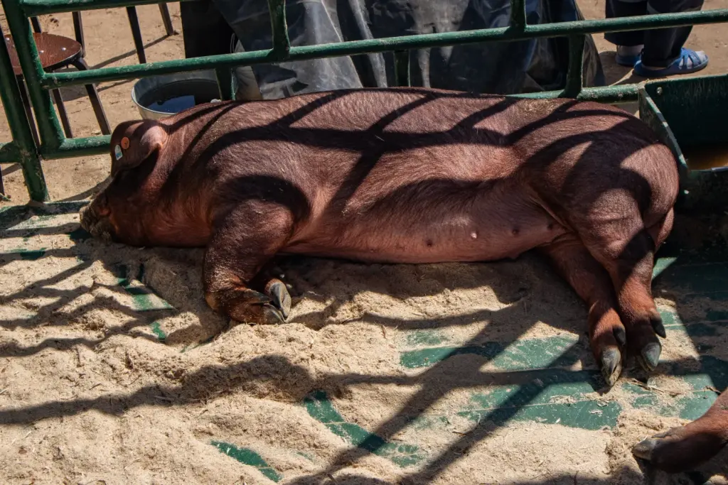Un porc de race Duroc roux couché dans un enclos.