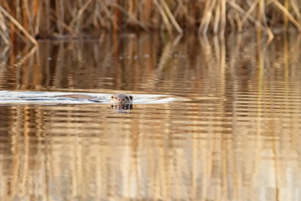 Une loutre d’Europe nage à la surface de l’eau.
