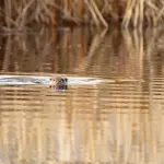 Une loutre d’Europe nage à la surface de l’eau.