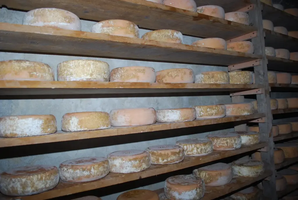 Meules de fromage Ossau-Iraty affinées sur des étagères