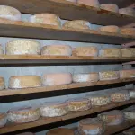 Meules de fromage Ossau-Iraty affinées sur des étagères