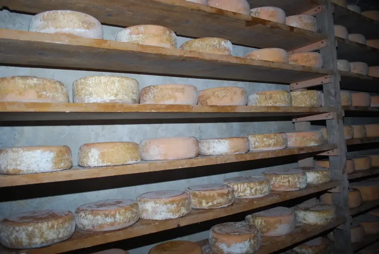Meules de fromage Ossau-Iraty affinées sur des étagères