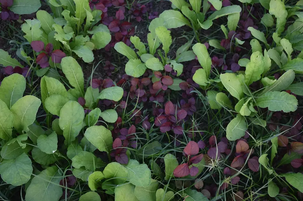 Rangs de jeunes légumes dans une parcelle maraîchère diversifiée