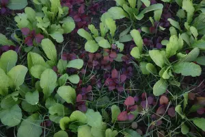 Rangs de jeunes légumes dans une parcelle maraîchère diversifiée
