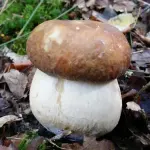 Un cèpe de Bordeaux dans les feuilles en sous-bois