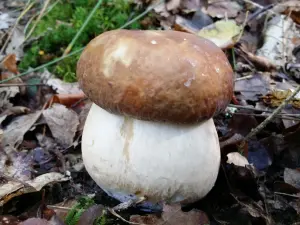 Un cèpe de Bordeaux dans les feuilles en sous-bois