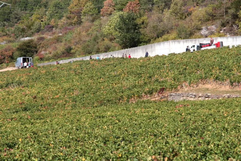 Vendangeurs dans les vignes de Nuits-Saint-Georges
