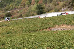 Vendangeurs dans les vignes de Nuits-Saint-Georges