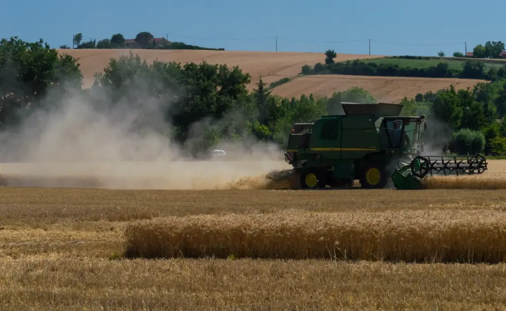 Une moissonneuse-batteuse travaille dans un champ de blé du Lauragais