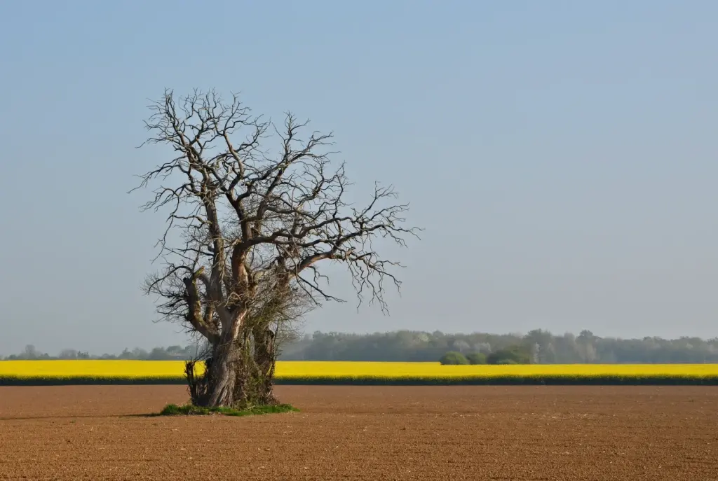 Champ de colza et terre agricole à Romagne dans la Vienne