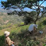 Récolte manuelle de feuilles de coca à Coripata dans les Yungas en Bolivie