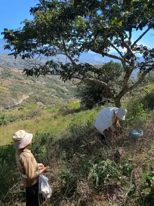 Récolte manuelle de feuilles de coca à Coripata dans les Yungas en Bolivie