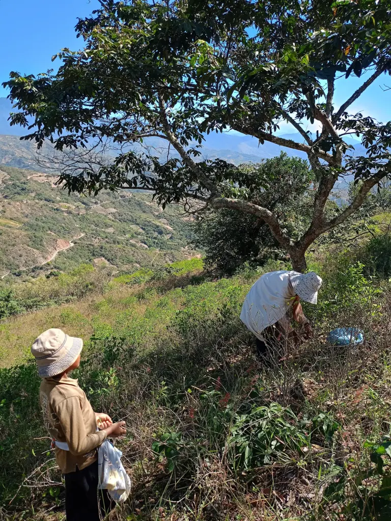 Récolte manuelle de feuilles de coca à Coripata dans les Yungas en Bolivie
