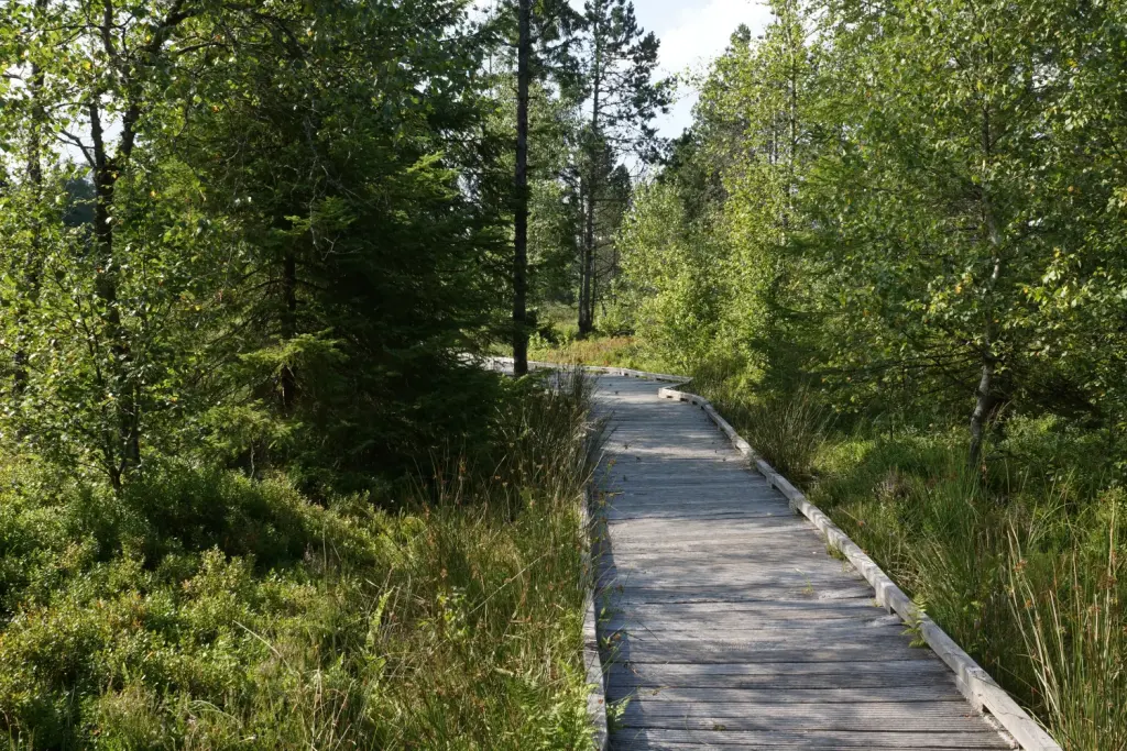 Chemin sur pilotis dans la tourbière de Frasne