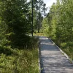 Chemin sur pilotis dans la tourbière de Frasne