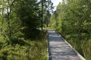 Chemin sur pilotis dans la tourbière de Frasne