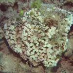 Colonie de Cladocora caespitosa photographiée en Méditerranée