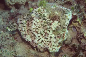 Colonie de Cladocora caespitosa photographiée en Méditerranée