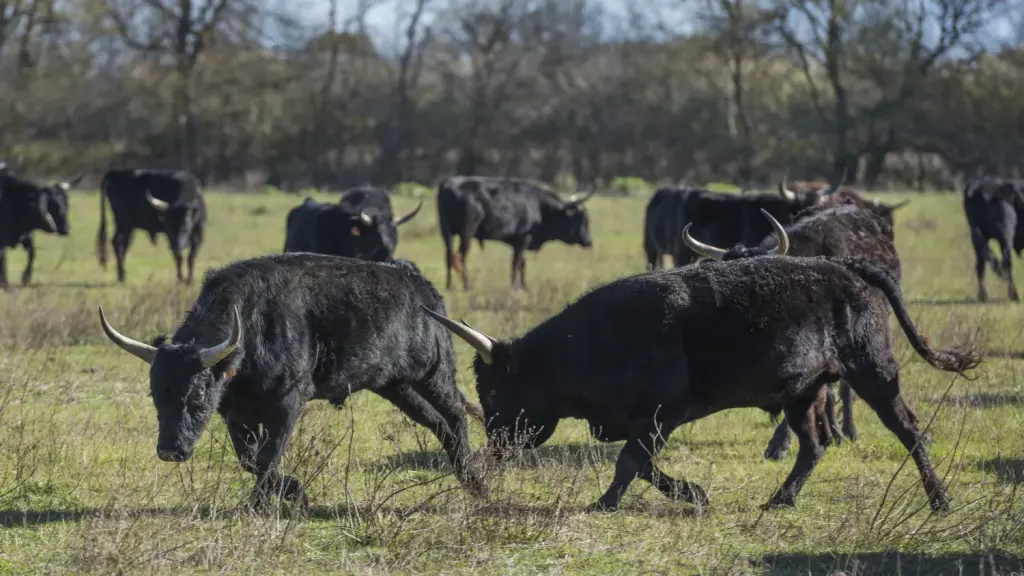 Un troupeau de bovins camarguais dans un champ à Saint-Gilles