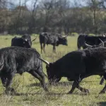 Un troupeau de bovins camarguais dans un champ à Saint-Gilles