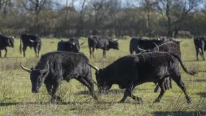 Un troupeau de bovins camarguais dans un champ à Saint-Gilles
