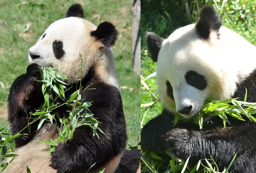 Yuan Zi et Huan Huan, les pandas parents des jumelles de Beauval, photographiés en 2012