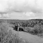 Photographie d'archive de 1955 représentant une plantation bananière en Guadeloupe.