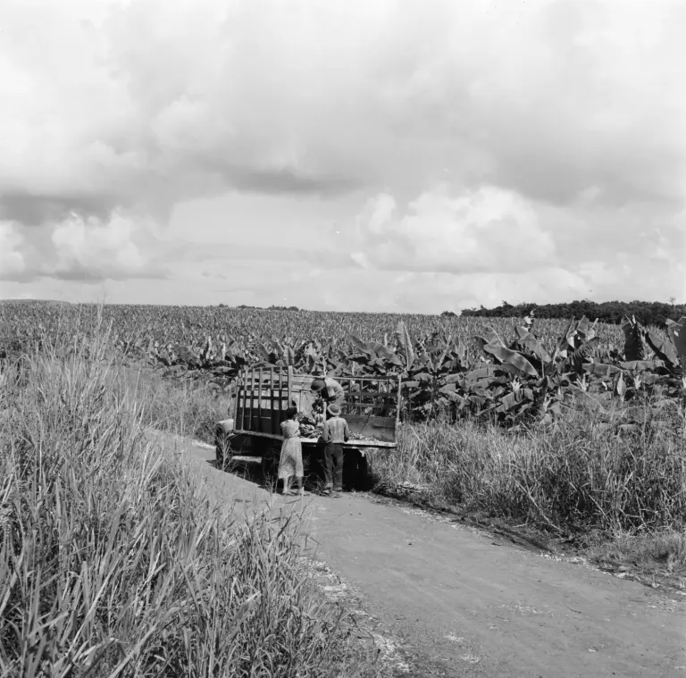 Photographie d'archive de 1955 représentant une plantation bananière en Guadeloupe.