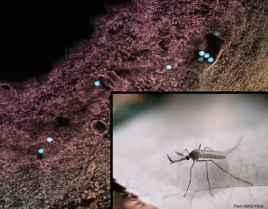Moustique Culex et micrographie du virus du Nil occidental