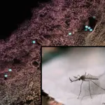 Moustique Culex et micrographie du virus du Nil occidental
