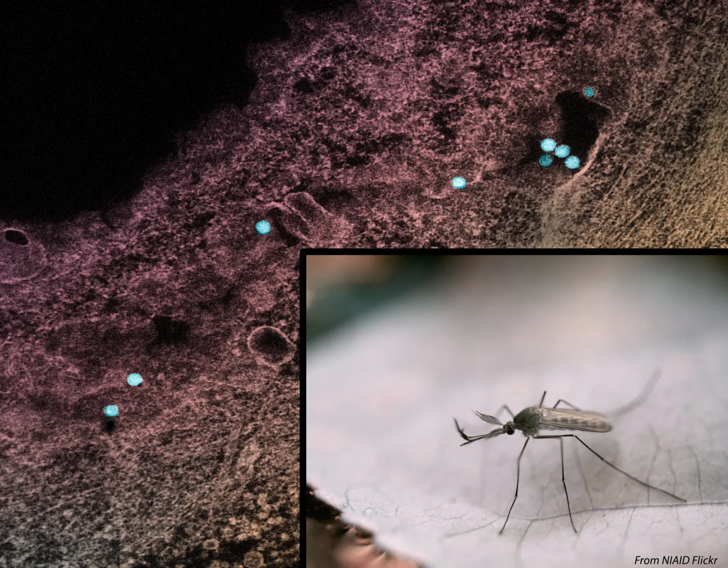 Illustration scientifique du virus West Nile avec un moustique mâle du genre Culex