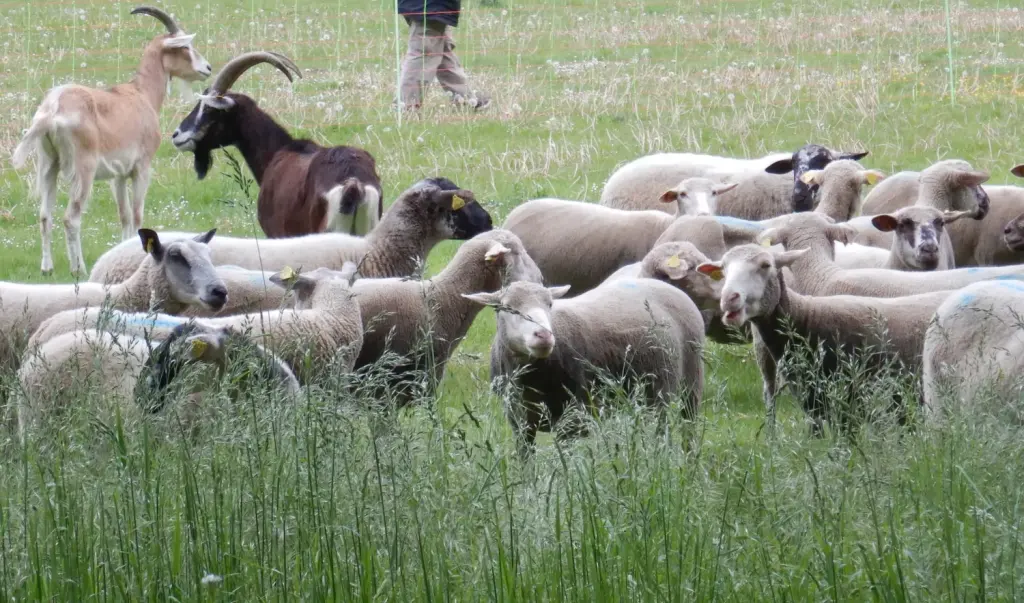 Des moutons et des chèvres pratiquent l'écopâturage dans un espace vert urbain