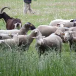 Des moutons et des chèvres pratiquent l'écopâturage dans un espace vert urbain