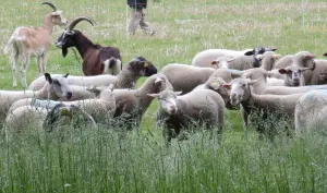 Des moutons et des chèvres pratiquent l'écopâturage dans un espace vert urbain
