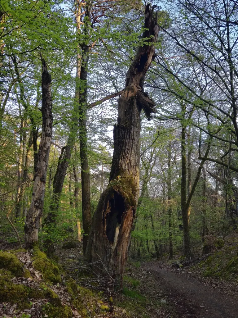 Arbres dans la forêt de Fontainebleau, photographie d’archive