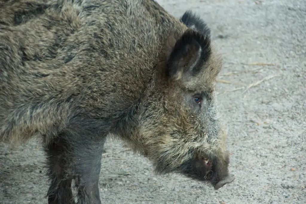 Sanglier photographié à Oberursel en 2015, image d’illustration