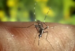 Moustique tigre Aedes albopictus sur une peau humaine