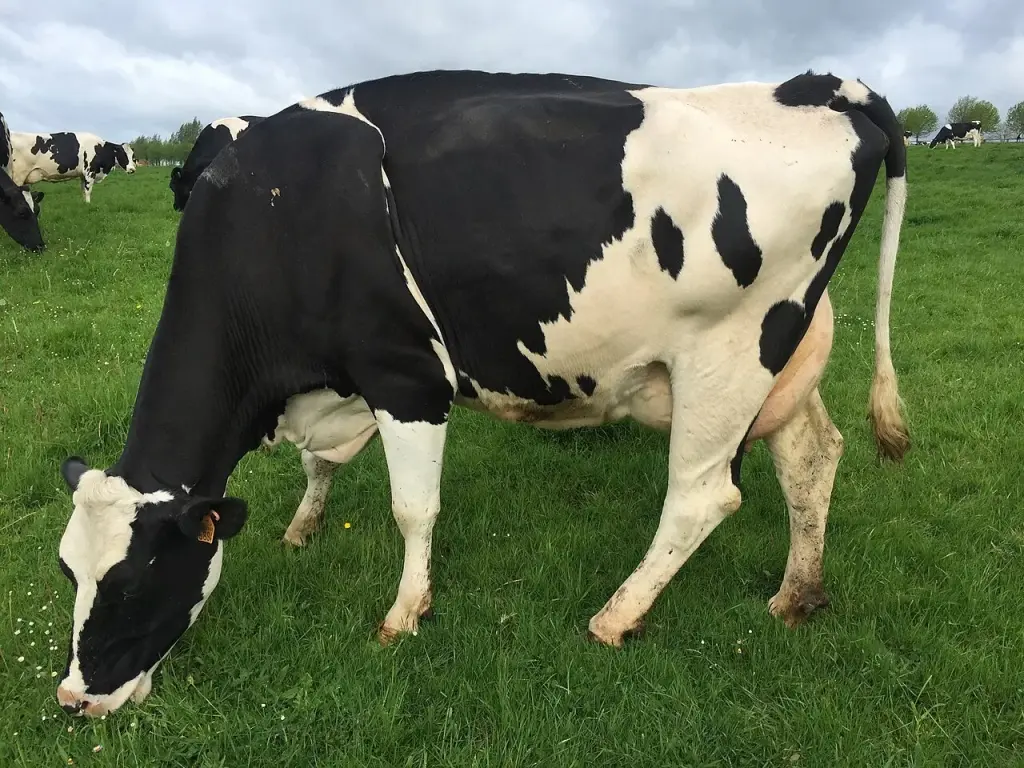 Une vache laitière dans une prairie française