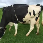 Une vache laitière dans une prairie française