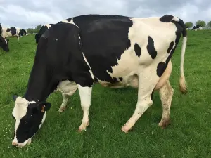 Une vache laitière dans une prairie française