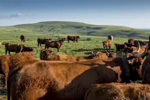 Troupeau de vaches de race Salers